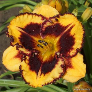 Tropical Fusion x New Paradigm