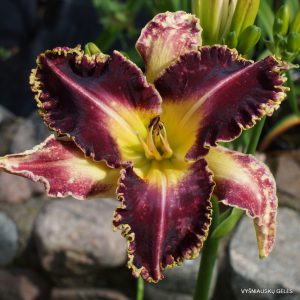 Wolverine x Kiss of Darkness