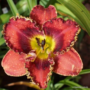 Wolverine x New Paradigm (2)