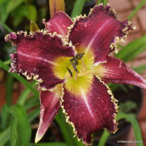 Wolverine x Veto (2)