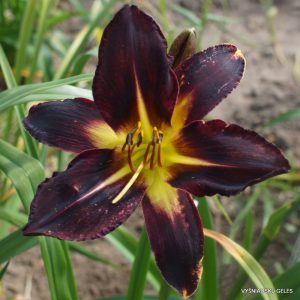 sdlg (Magija) x Black Panther