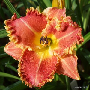 sdlg (Rose Cup) x Black Horns