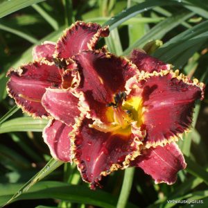 sdlg ( Rose Cup ) x Van Helsing