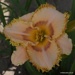 sdlg (San Isidro) x Pupper Fish