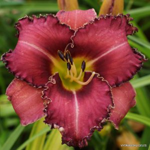 sdlg (san Isidro) x Dragon Fang