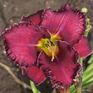 sdlg(San Isidro) x Van Helsing