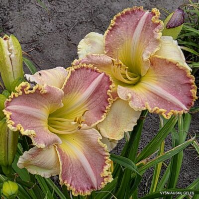 Angel in The House (2)