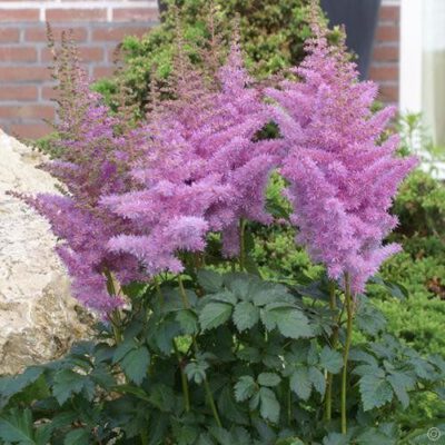 Astilbe ‘Heart and Soul'