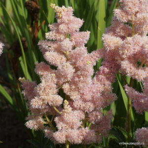 Astilbe ‘Zuster Theresa' (2)