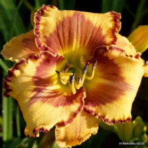 Brown Lasso Brown Lasso