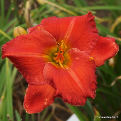 Daylily 'Desert Flame' (2)