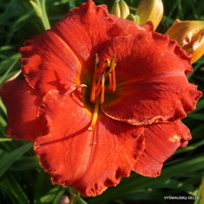 Daylily 'Desert Flame'