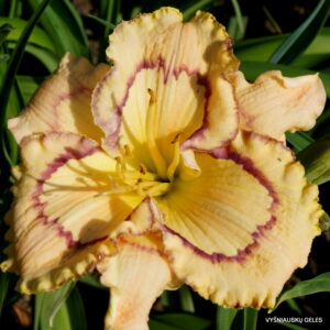 Daylily 'Faberge Easter'