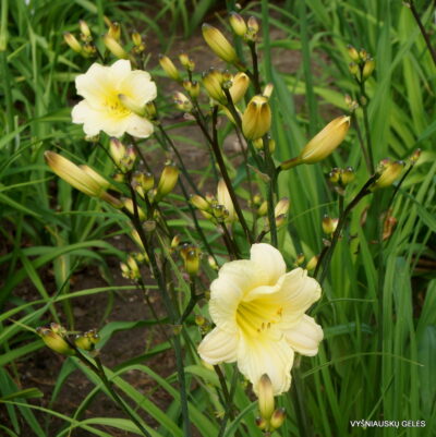 Daylily 'From Darkness Comes Light' (2)