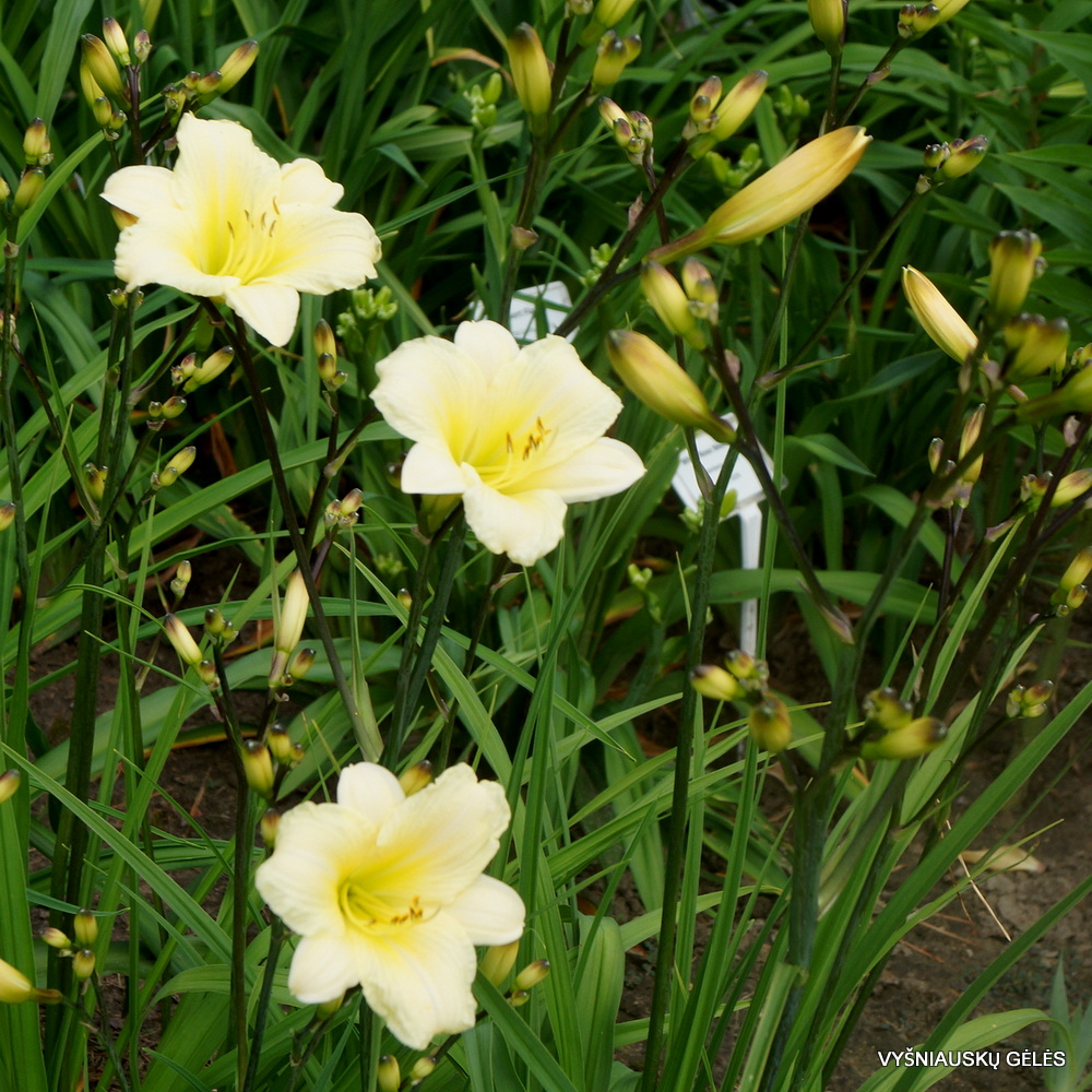 Daylily 'From Darkness Comes Light' (3)