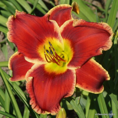 Daylily 'Geneva Firetruck' (2)