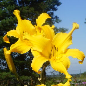Daylily 'In the Clouds'