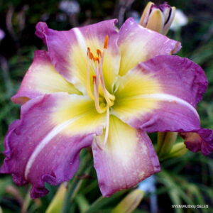 Daylily 'Regency Heights'