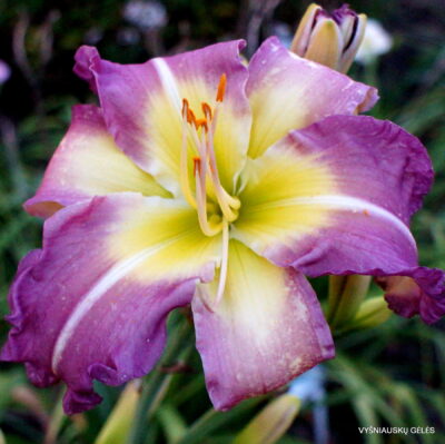 Daylily 'Regency Heights'