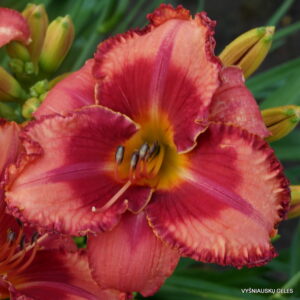 Daylily 'Riot Act'