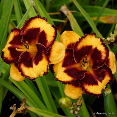 Daylily 'Spacecoast Pansy Pinafore'