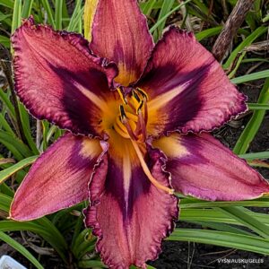 Daylily 'Tricked Out'