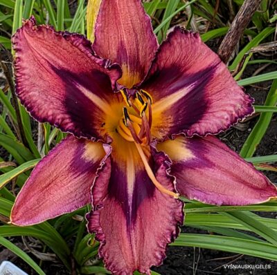 Daylily 'Tricked Out'