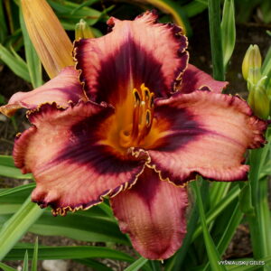 Daylily 'Tricked Out'