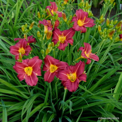 Daylily 'Trixie Delight' (4)