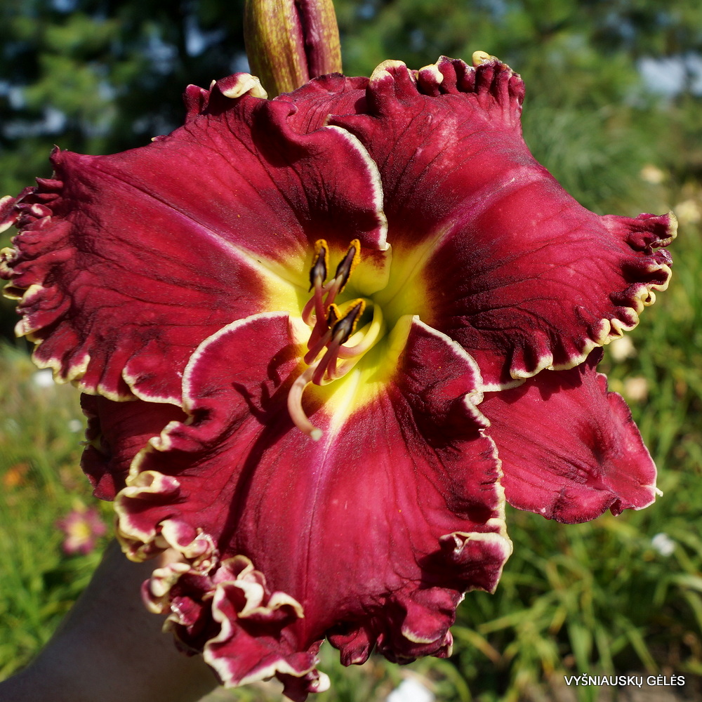 Daylily 'Vision of Things to Come' (3)