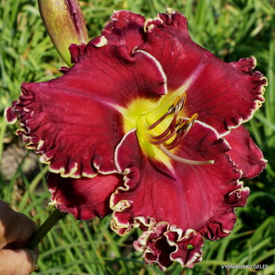 Daylily 'Vision of Things to Come'