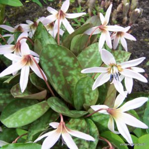 Erythronium dens-canis
