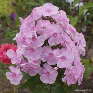 Flioksas ‘Dobroe Utro‘