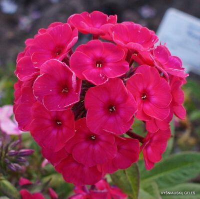 Flioksas ‘Finist Yasnyi Sokol‘ (2)