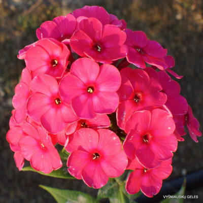 Flioksas ‘Finist Yasnyi Sokol‘