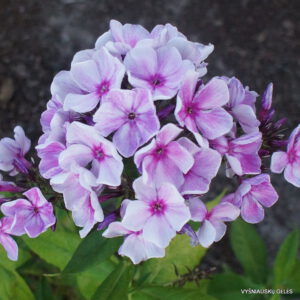 Flioksas ‘Lukomore‘