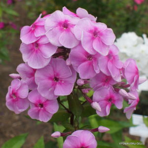 Flioksas ‘Maria Polivanova‘