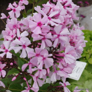 Flioksas ‘Nadezhda Rubinina‘