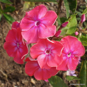 Flioksas ‘Oldenburg‘