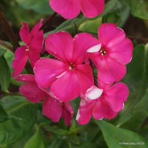 Flioksas ‘Tenor‘