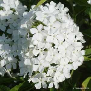 Flioksas ‘Tornado‘