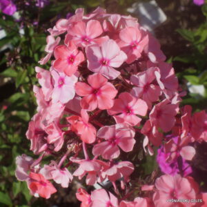 Flioksas ‘Vodevil‘