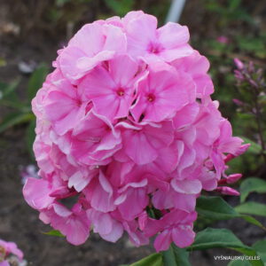 Flioksas ‘Wiking’