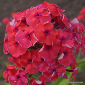 Flioksas ‘Zilant‘