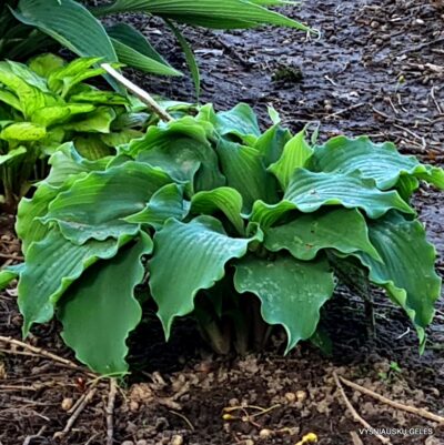 Frisian Waving Steel