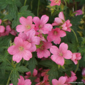 Geranium x oxonianum 'Wageningen'