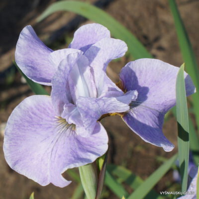 Iris-sibirica-At-the-Ballet-3