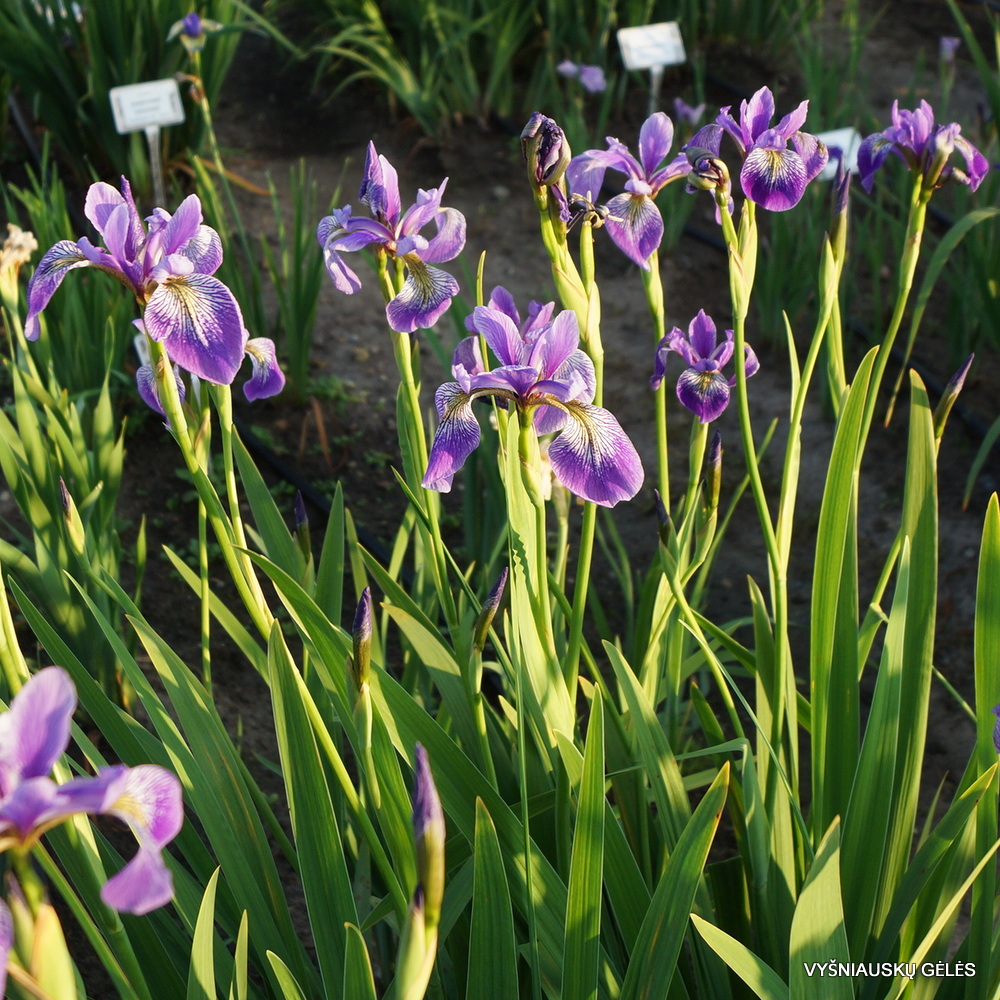 Iris versicolor 'China West Lake' (3)