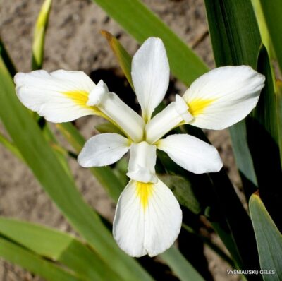 Iris versicolor 'Murrayana' (2)