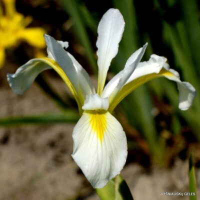 Iris versicolor 'Murrayana'